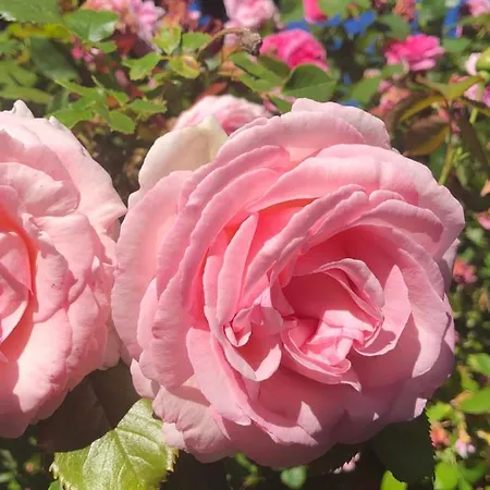 Le Clos Du Mont Jarry Casa vacanze