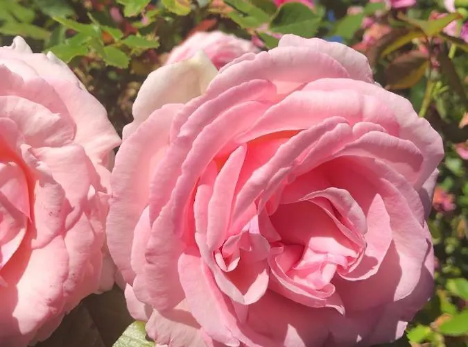 Le Clos Du Mont Jarry Feriehus